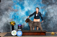Wirehaired Pointing Griffonn #8 Sat BOBOHBOB JUdge Sharol Candace Way