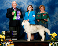 #47 Sun Best Puppy & WD Lenore Demmin & Kendra Ireton  Judge Dr Donald Gill