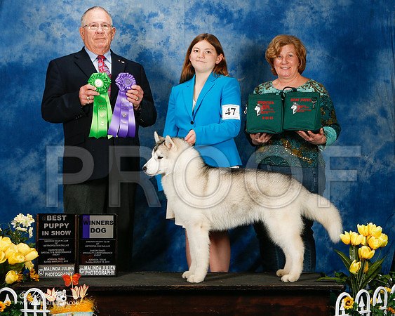 _ST_4189-2-AddisonHuskyMar2015-HR3