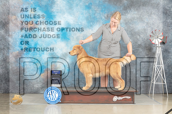 Golden Retriever #9 BOW Judge Debra Thornton_MJ_3516_Amarillo_2022_HR3