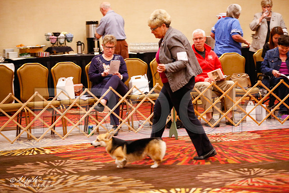 _JJ_0006-HstnCorgiFeb2015-HR3