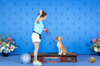 Nova Scotia Duck Tolling Retriever SUN CUSTOM 3