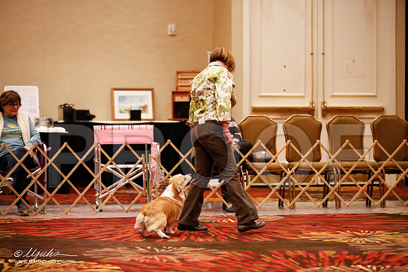 _JJ_7200-HstnCorgiFeb2015-HR3