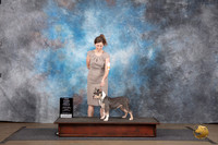 American Bully #313 Sun Novice Pup 1st Judge Brenda Landers