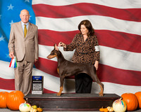 Doberman Pinschers #10 Sun BOW Mcclendon Nikki Judge Mr Ralph J Ambrosio