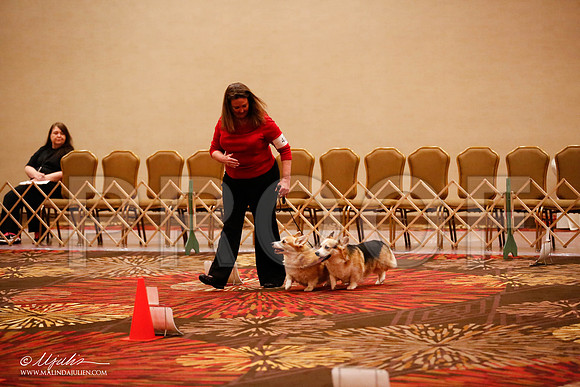 _JJ_7897-HstnCorgiFeb2015-HR3