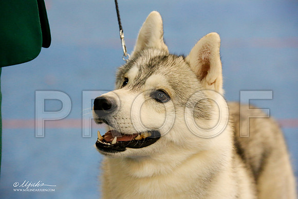 _M3_0012-AddisonHuskyMar2015-HR3