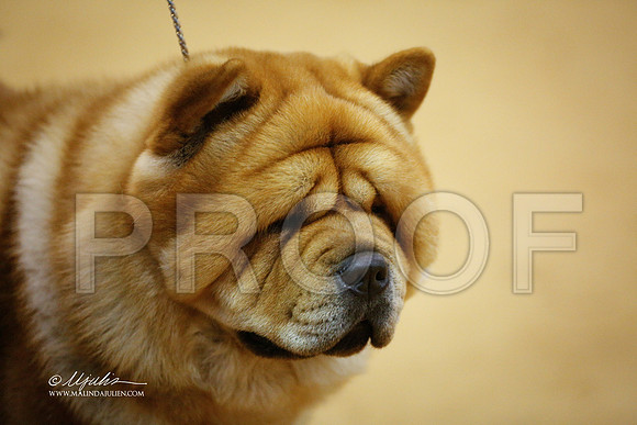 chow-0371-GRJan14-HR