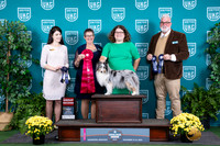 Shetland Sheepdog #136 Sat G2