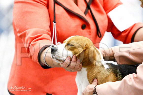 Beagle-3166LR