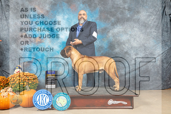 Bullmastiff #7 Sun BOB Judge Donnelle Richards_MJ_6492_Belton_2022_HR3