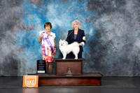 American Eskimo #251 Sat BF Judge Nancy Gallant