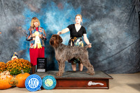 Wire Haired Pointing Griffon #9 Sun G3 Judge Shelley Hennessey