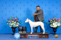 Dogo Argentino #8 FRI BOB OHBOB M Judge Douglas Johnson
