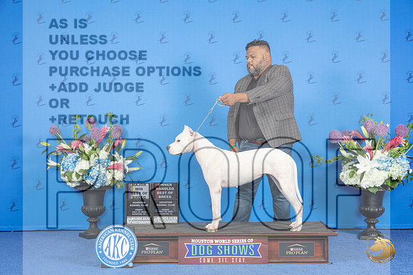 Dogo Argentino #8 FRI BOB OHBOB M Judge Douglas Johnson__JP_9445_Houston_2024_HR3