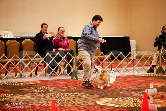 _JJ_7495-HstnCorgiFeb2015-HR3