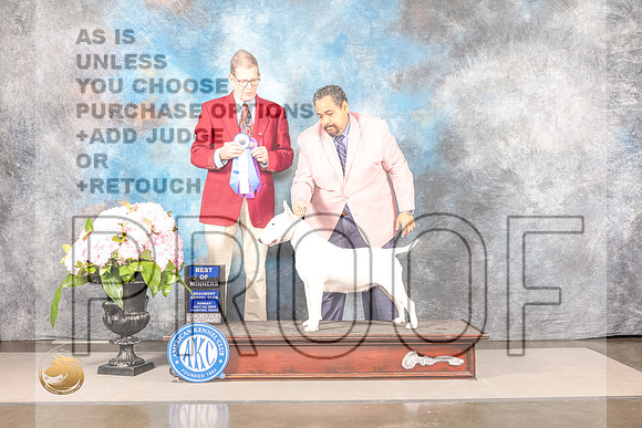 Bull Terrier White #? SUN BOW Judge Gene HainsBull Terrier White #? SUN BOW Judge Gene Hains_MJ_7575_Houston_2022_HR3_Houston_2022_HR3