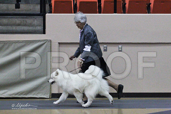 Samoyeds-2582LR