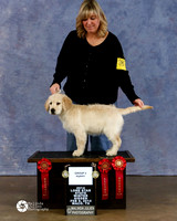 Golden Retriever Tiffany Emig