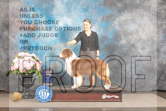 Australian Shepherd #35 SAT WD Major Judge Carrie Chase_MJ_6521_Houston_2022_HR3