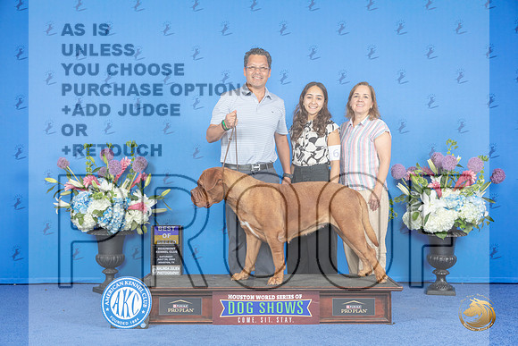 Dogue de Bordeaux #6 SAT BOB Judge Annella Cooper__JP_9918_Houston_2024_HR3