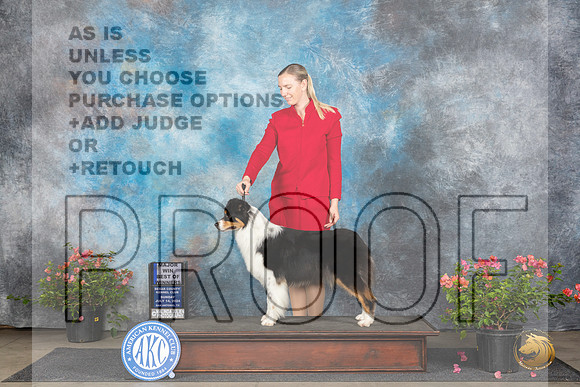 Australian Shepherd #34 Sun WBBOWM Judge Wendy G Willhauck__JP_5825_San Antonio_2024_HR3