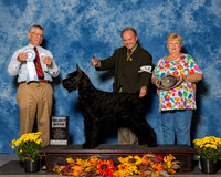 Giant Schnauzers #14 Sat SB Davis Melisa Agent Madeline Peterson Judge Mr Richard J Lewis