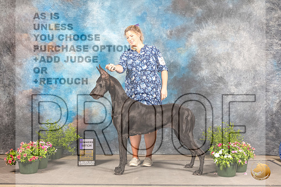 Great Dane #14 Sun WB Judge Anne BolusGreat Dane #14 Sun WB Judge Anne Bolus_MJ_1188_SA_2022_HR3_SA_2022_HR3