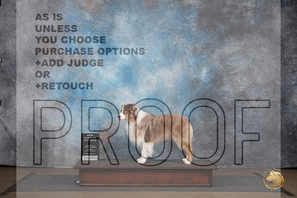 Australian Shepherd @255 Sun NCh Judge Chandra Martin__JP_3052_LongviewTX_2024_HR3