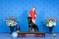 Rottweiler #21 SUN WD BOW Judge Ronald Freeman