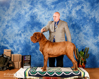Neapolitan Mastiff #9 Sat WD Maj +A1