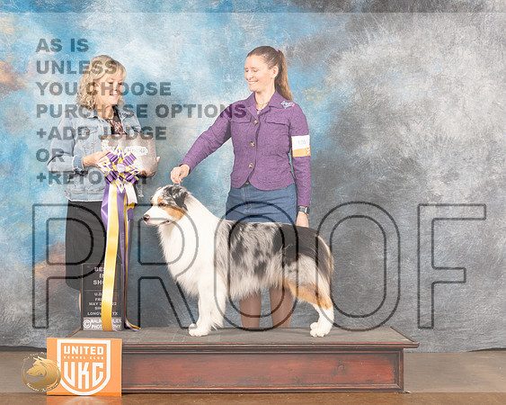 Australian Shepherd #105 Fri1 BISTD Judge Lynn MartinMMJ_5390_Lngvw2022HR3