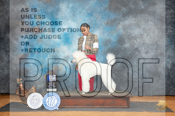 Poodle Std #18 Sat 6to91 Judge Dale Martensen__JP_7790_MARSHALL_2024_HR3