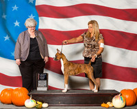 Boxers #14 Sun P G1 Tortomasi Terry Amber Norton Agent Tina Starr