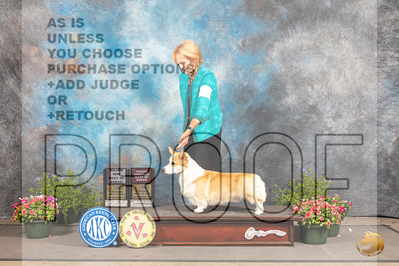 Pembroke Welsh Corgi #5 Thur BOBOHBOB Judge Michael Canalizo r_MJ_0045_SA_2022_HR3