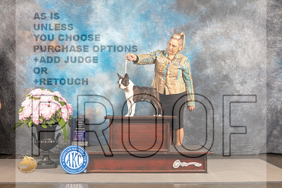 Boston Terrier #33 THUR WD BW Judge John Wade_MJ_6634_Houston_2022_HR3