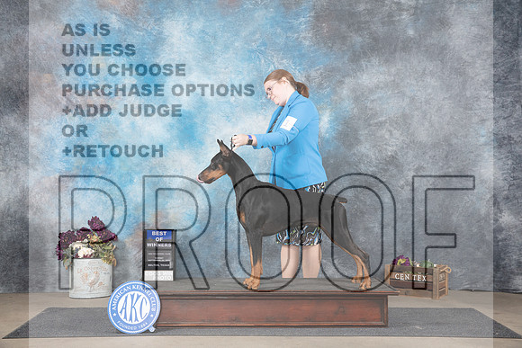 Doberman Pinscher #11 Sun BOW Judge Del Richards__JP_7760_Belton_2024_HR3