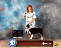 Australian Shepherd #6 Fri PBOBPG1 Judge Thomason Stanfield Jr