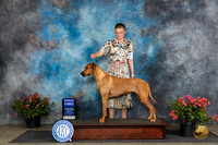Rhodesian Ridgeback #12 Fri G1 Judge Polly (Mrs Robert) D Smith