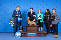 Norfolk Terrier #9 FRI G1 Judge Wood Wornall