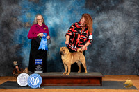 Chinese Shar Pei #9 Fri G1 JUdge Denise Dean