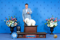 Coton de Tulear #7 SUN BOB Judge Angela Pickett