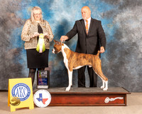 Boxer  #7 Fri BISweeps Judge Chris Ann Moore