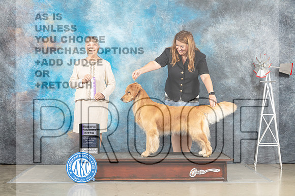 Golden Retriever #6 Sat RWB Judge Jill Warren-_MJ_4457e-HR3
