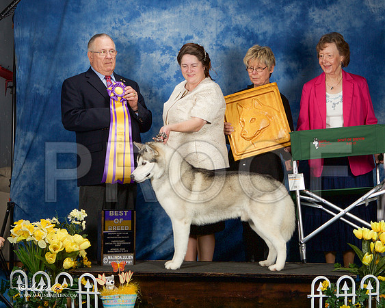_ST_4209-AddisonHuskyMar2015-HR3
