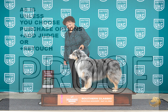 Australian Shepherd #199 Sat AG2 Judge Pamela Perdue__JP_6478_BatesvilleMS_2024_HR3