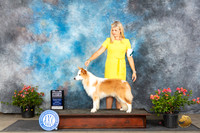 Border Collie #7 Sat BOWCH Judge Polly Smith