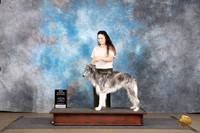 Silken Windhound #224 Sun BM NCh Judge Brenda Landers