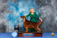 Irish Setter #16 WED BOB Judge Jon Cole