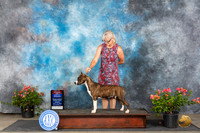 American Staffordshire Terrier #6 Fri BOWBOS Judge Karen McFarlane